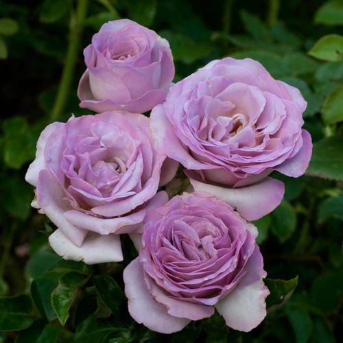 Rosales híbridos de té - Rosa - Blue Girl - 